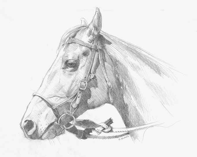 Waiting turn... a participant in the Gladstone Campdraft NSW. Pencil on paper.