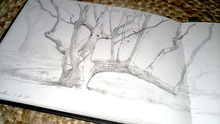 From the sketchbook, The Red Point Tree.