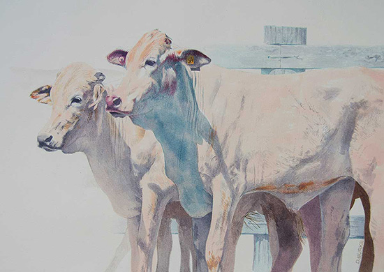 Cattle at the Gladstone Camp Draft. Watercolour.