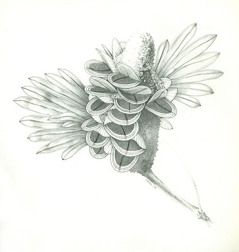 Australian Banksia, with some interpretation. Pencil on paper.